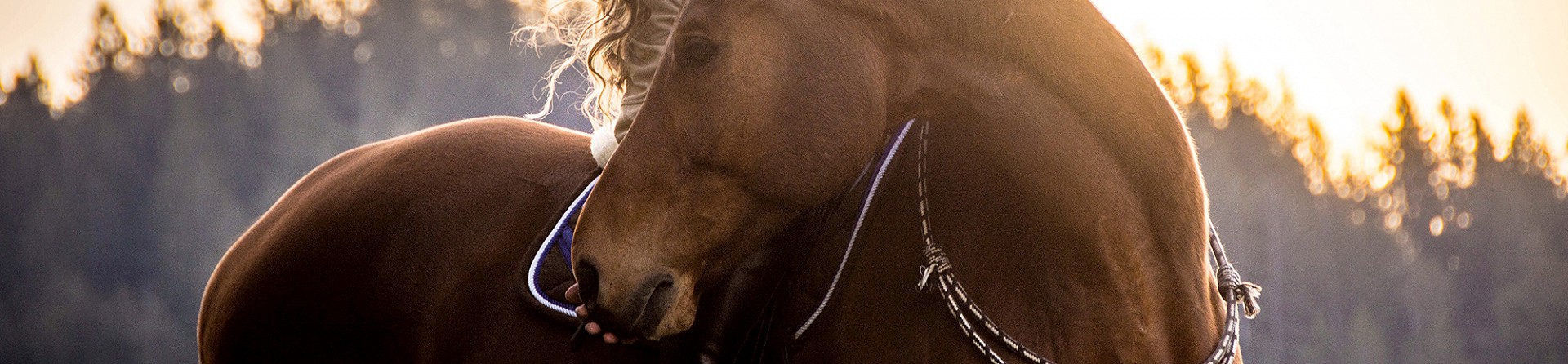 Reiten auf dem Bauernhof