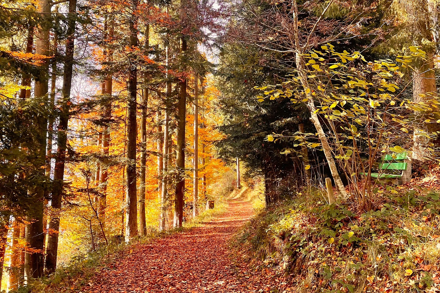 Eulenweg am Winterberg Heiligenschwendi