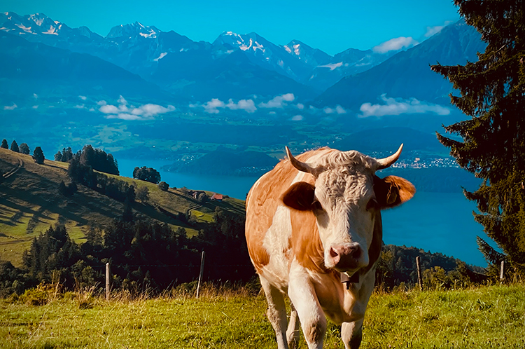 Herbst-Wanderung zum Niesenbänkli