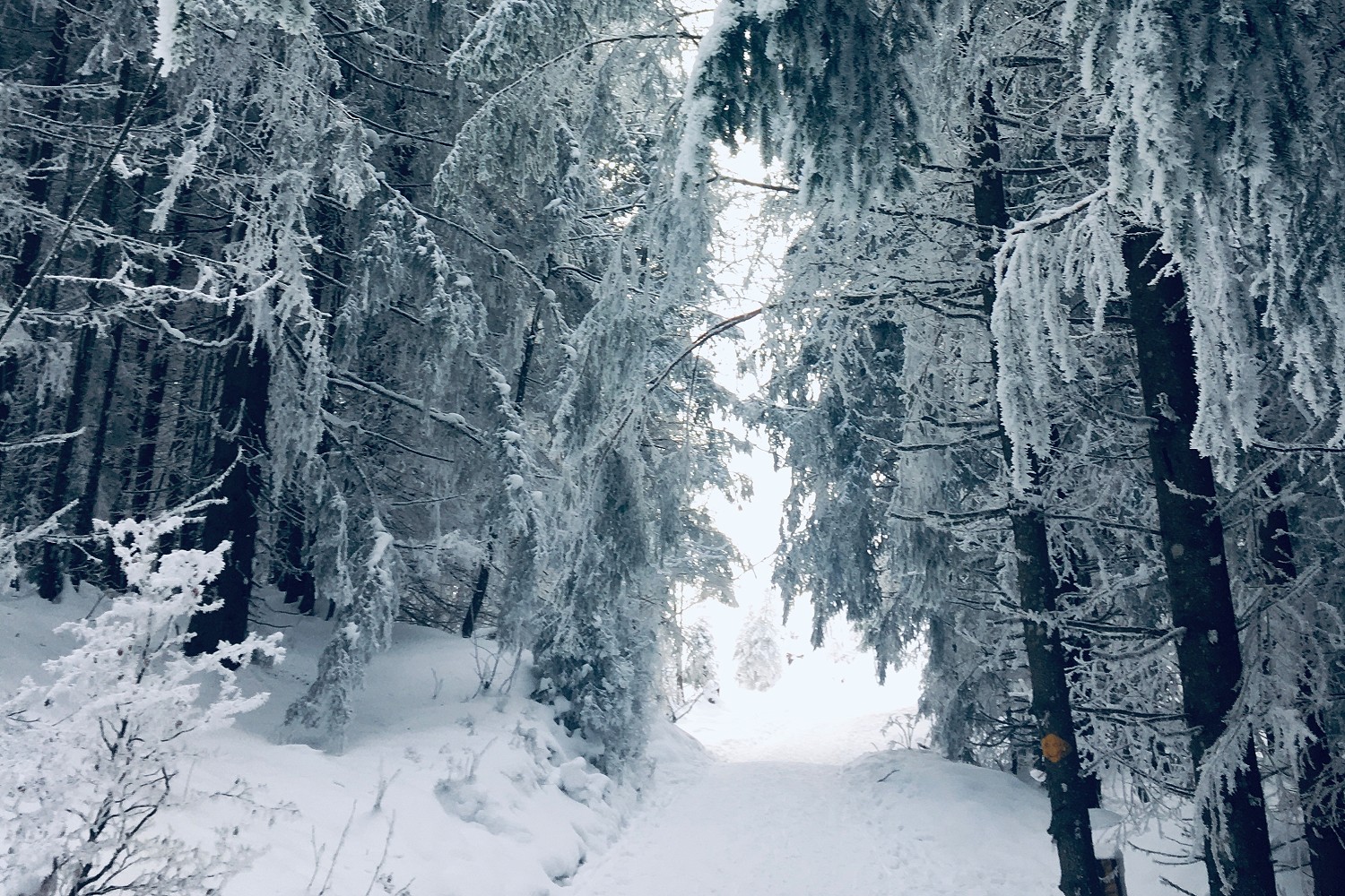 Eulenweg am Winterberg Heiligenschwendi